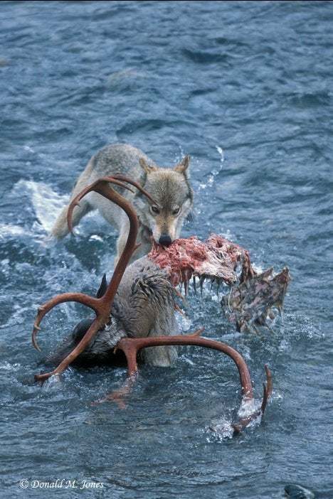 Wolf dragging a Caribou's head out of the water | Scrolller