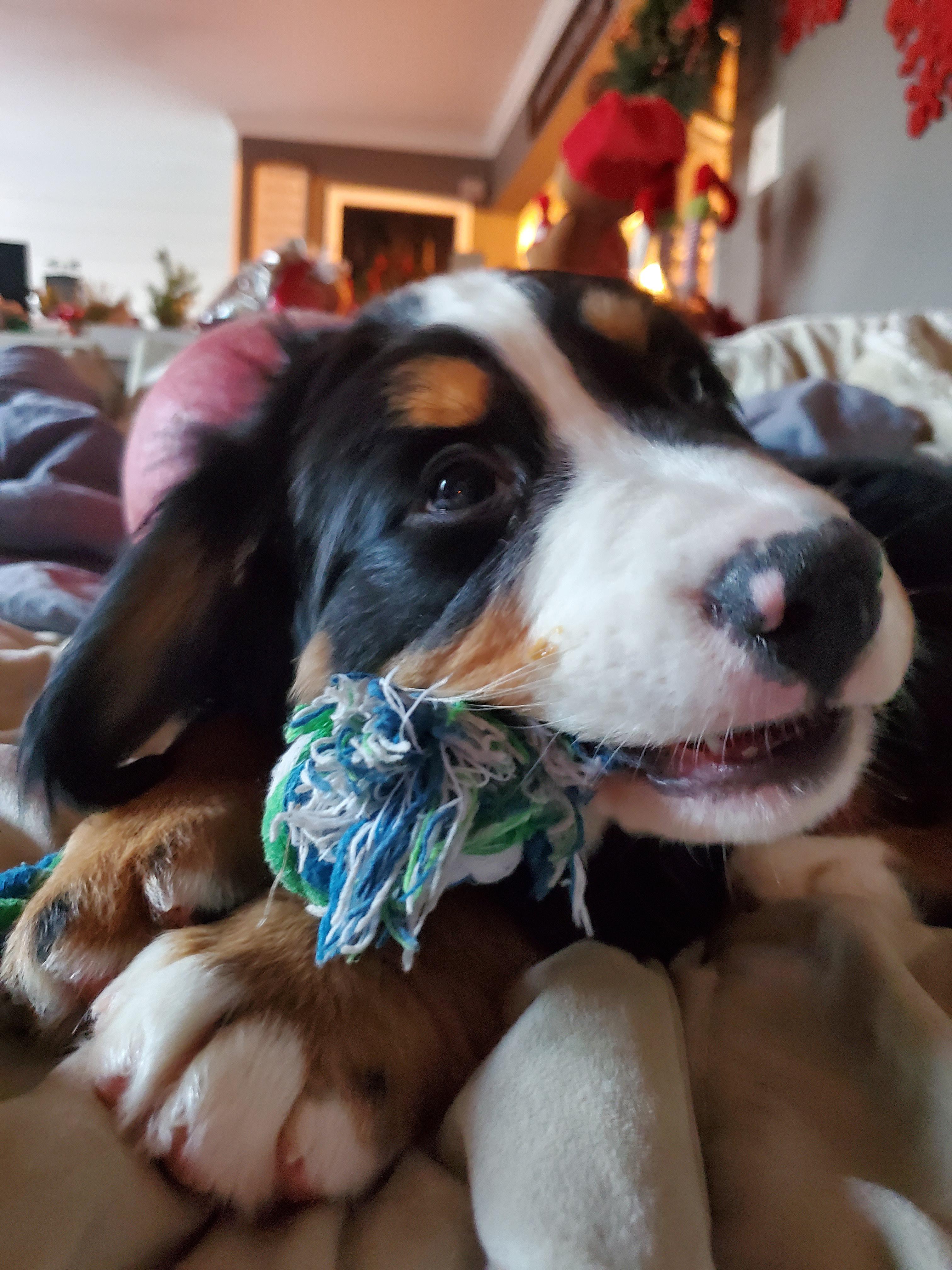 Wrigley enjoying his new rope | Scrolller