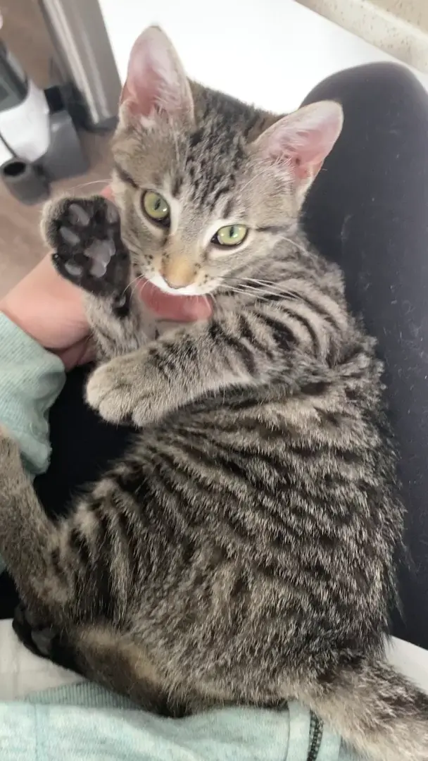 *Gently hit manimals*