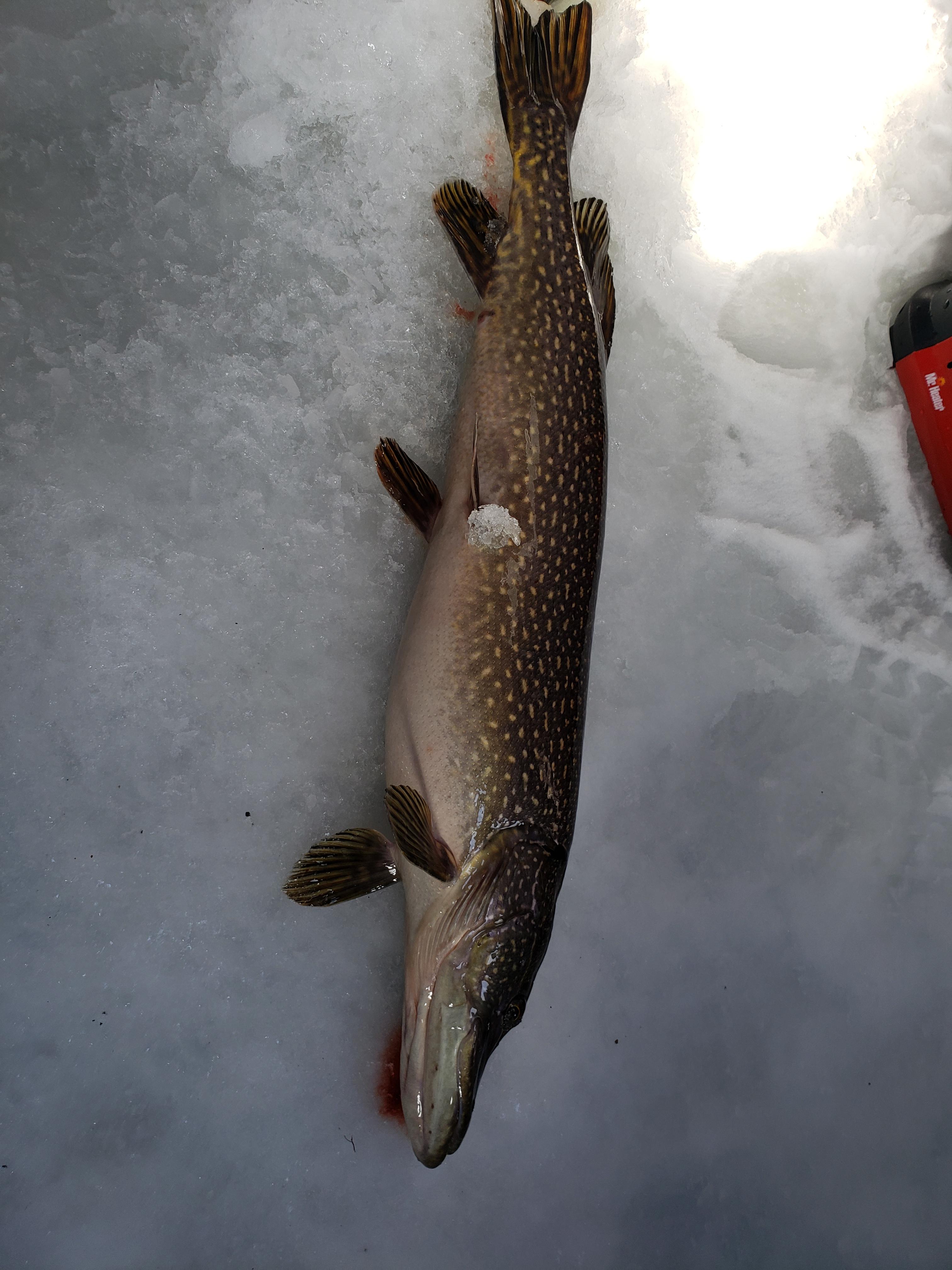 10 lb pike | Scrolller