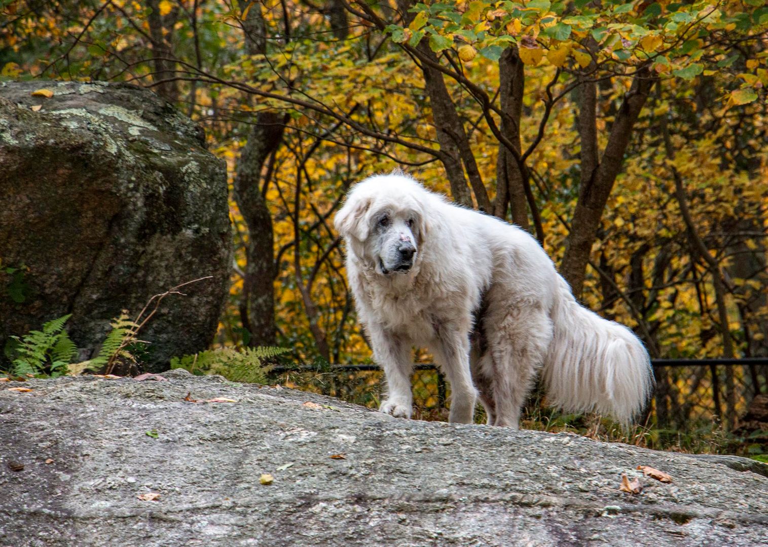 12+ years old, arthritic in the hips, and allergic to everything...but DAVEY GOT ADOPTED TODAY!