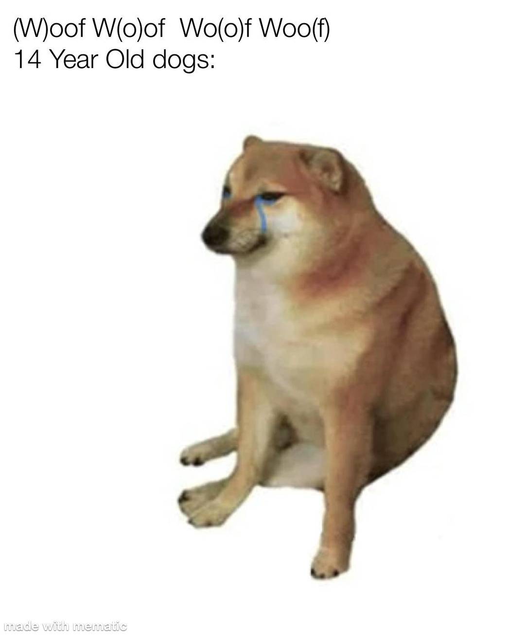 14 Year old dogs be like