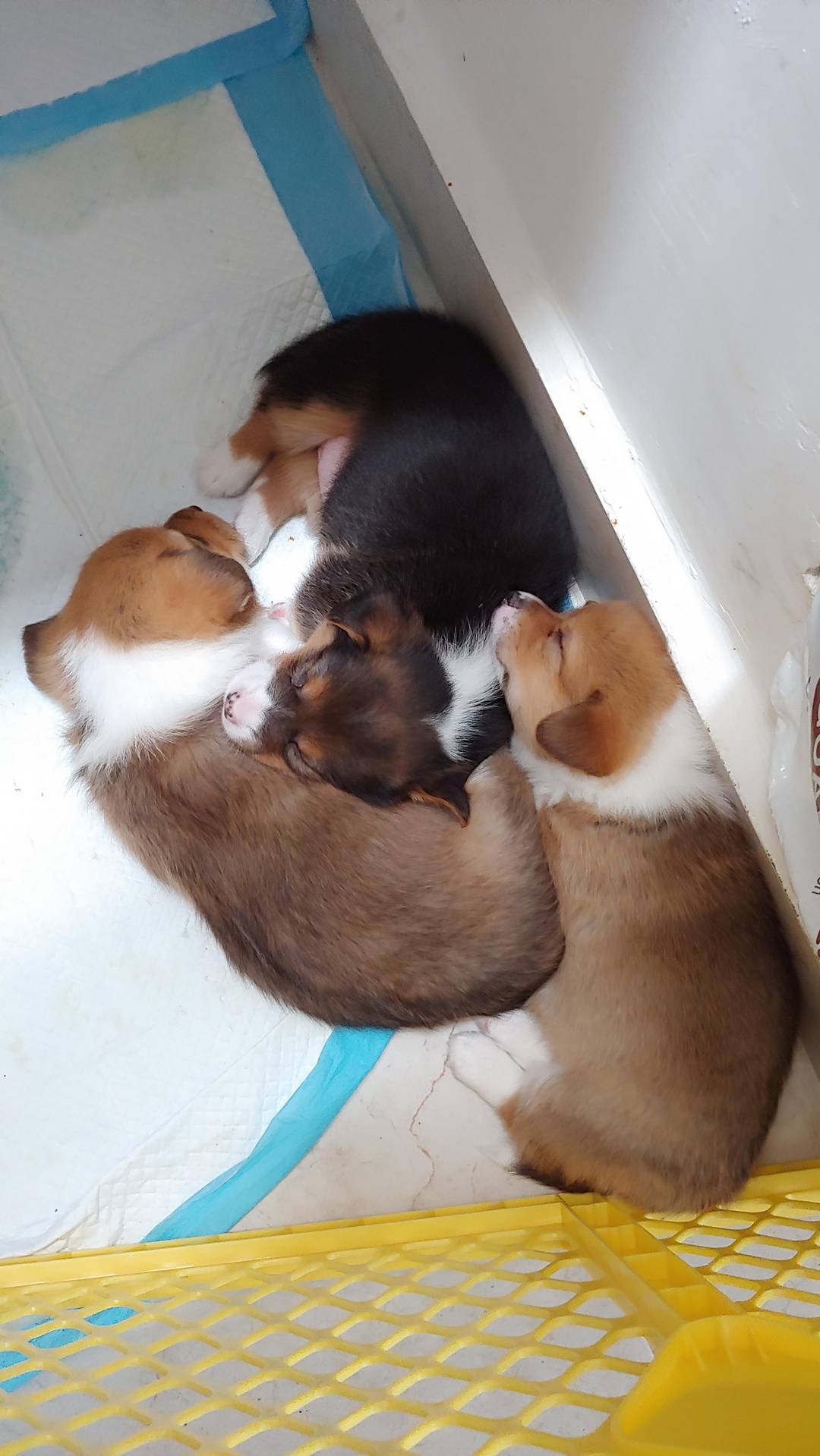 3 out of 5 corgi puppies prefer to pile on dirty wee pads. (The other two are on the comfi bed I gave them)