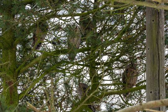 5 long eared owls, in their favourite tree