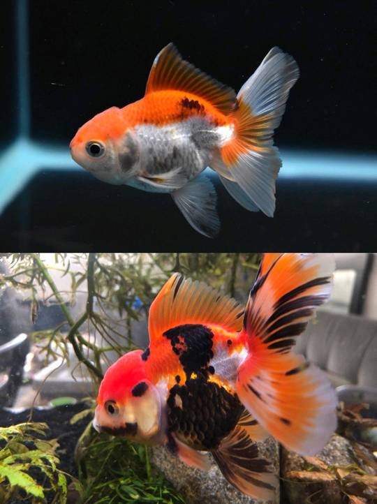 Goldfish