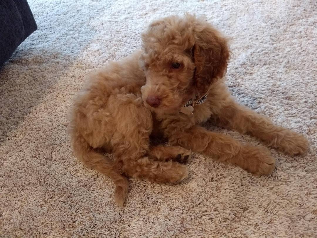 8 week old Standard Poodle pup