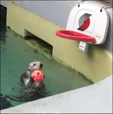 A baller like no Otter