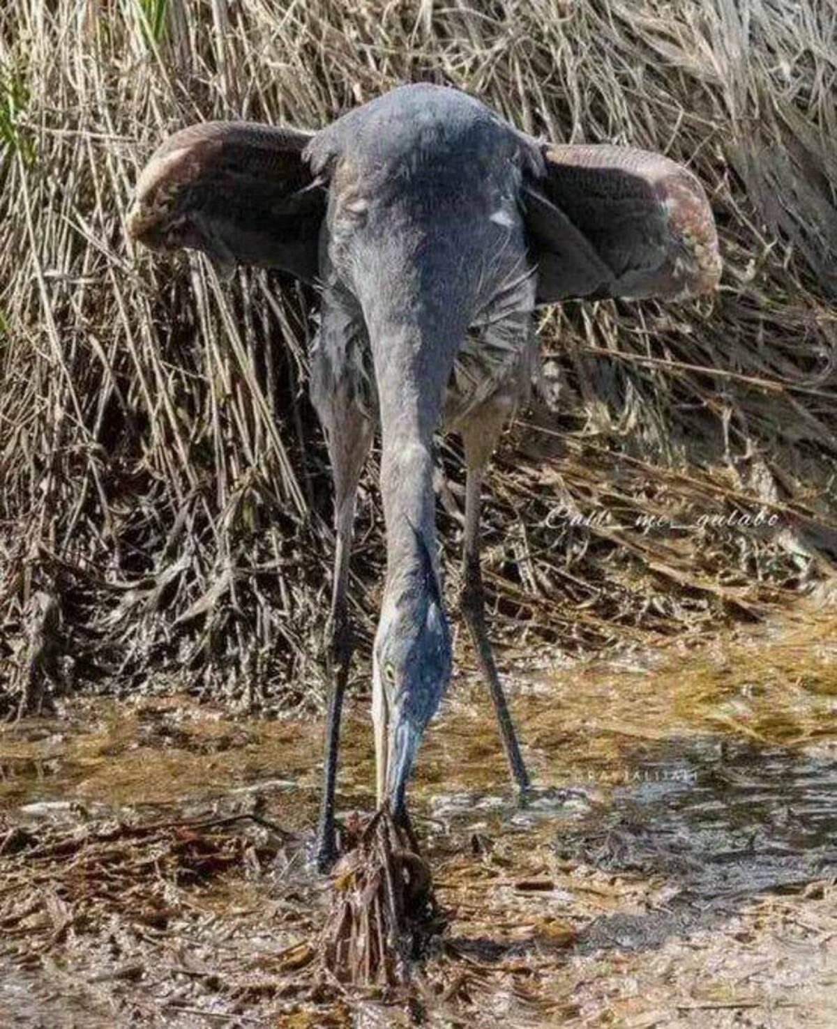 A blind elephant making his way through life.