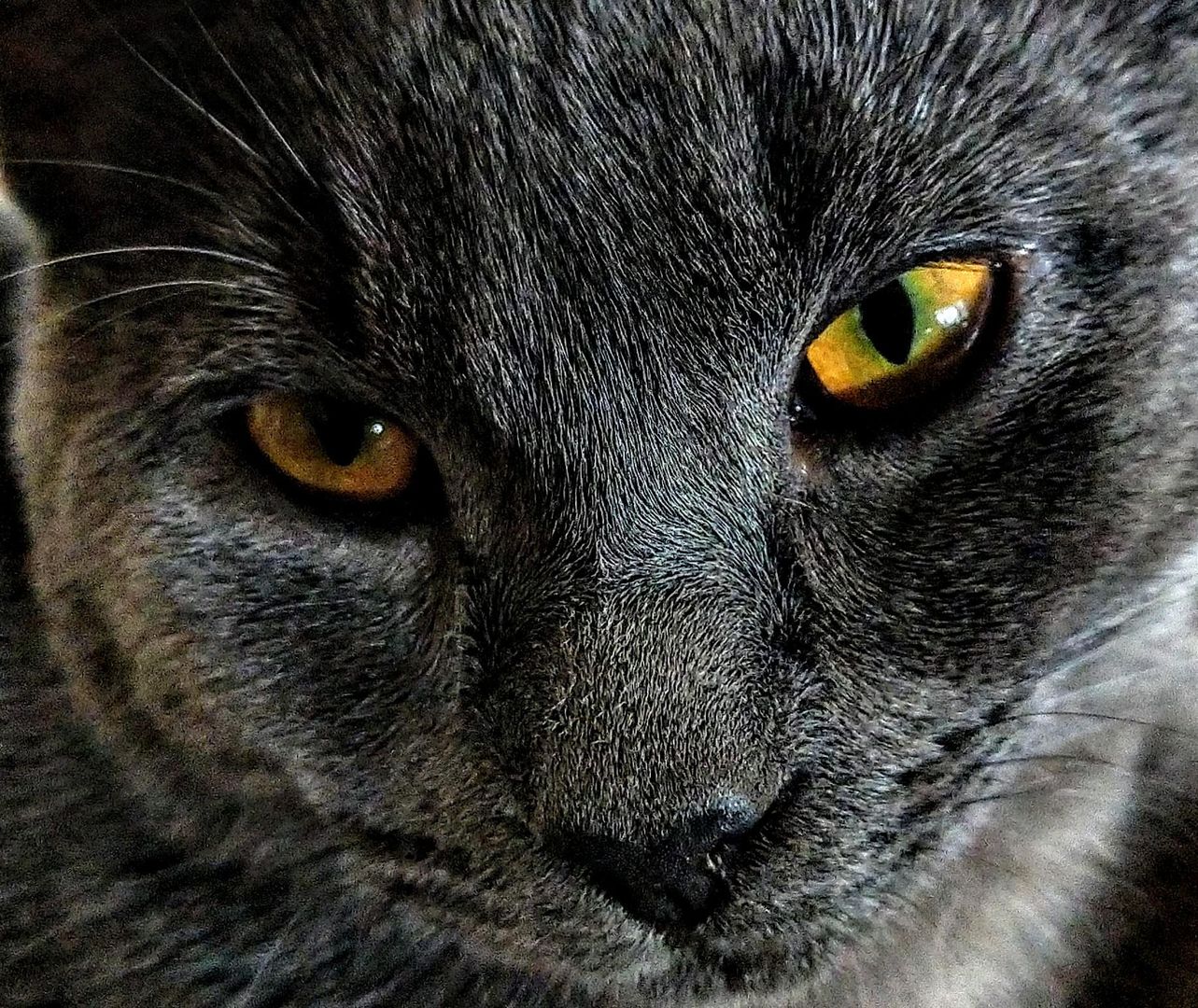 A cat named Li-Fu