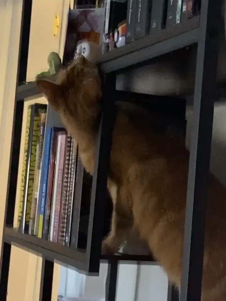 A criminal caught in the act of knocking things off of the highest shelf