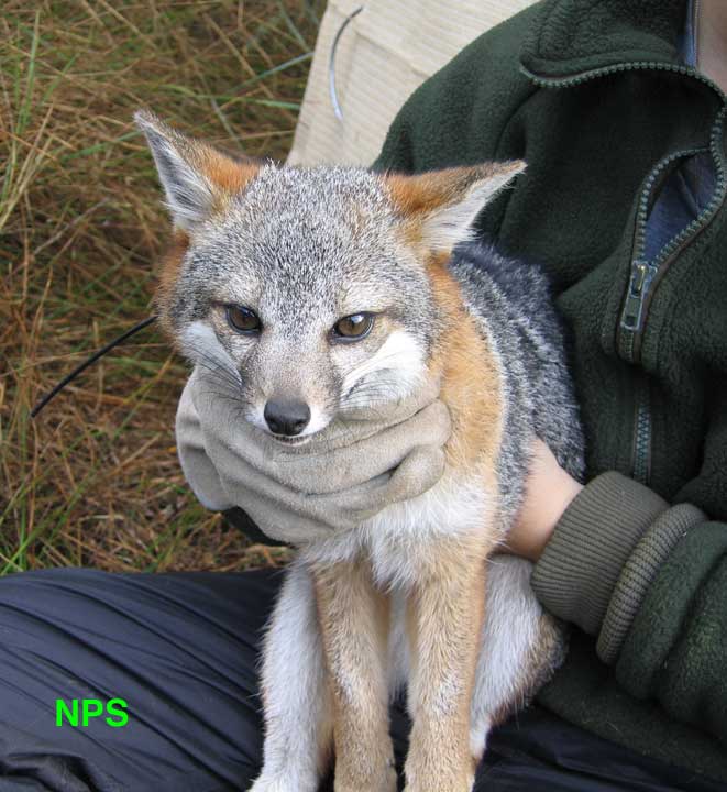 A fox in the hand is worth two in the bush..