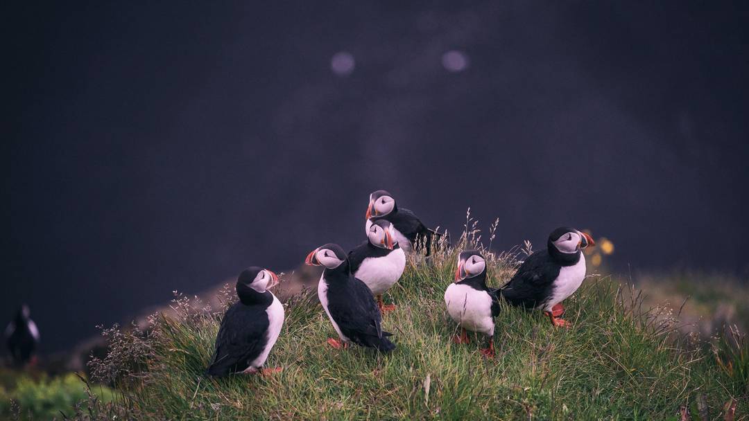 A group of puffins resting (Photo credit to Jonatan Pie) [3840 x 2160]