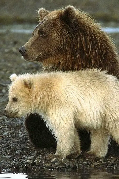 A kermode-y brown bear