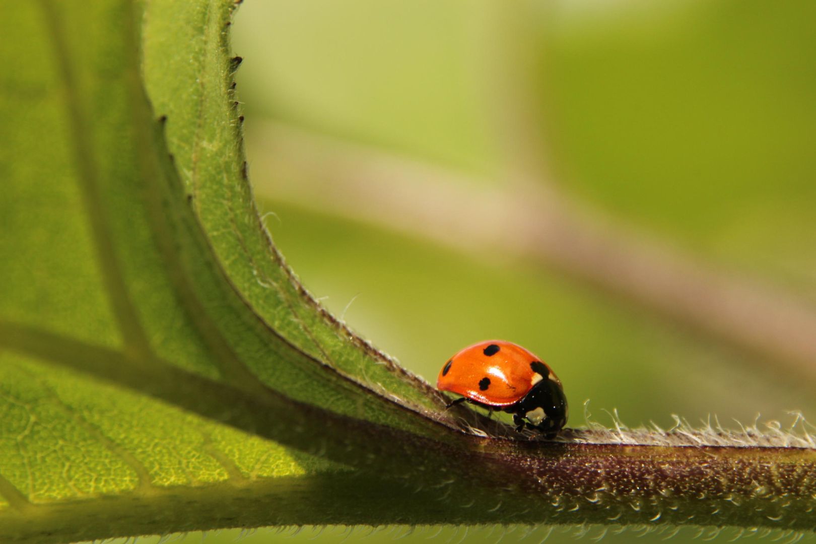 A ladybug