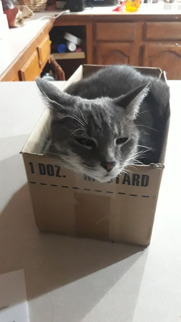 A mood. (She is also twice the size of this box.