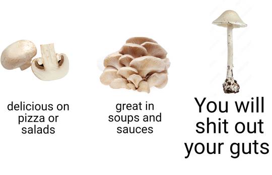 a mushroom meme