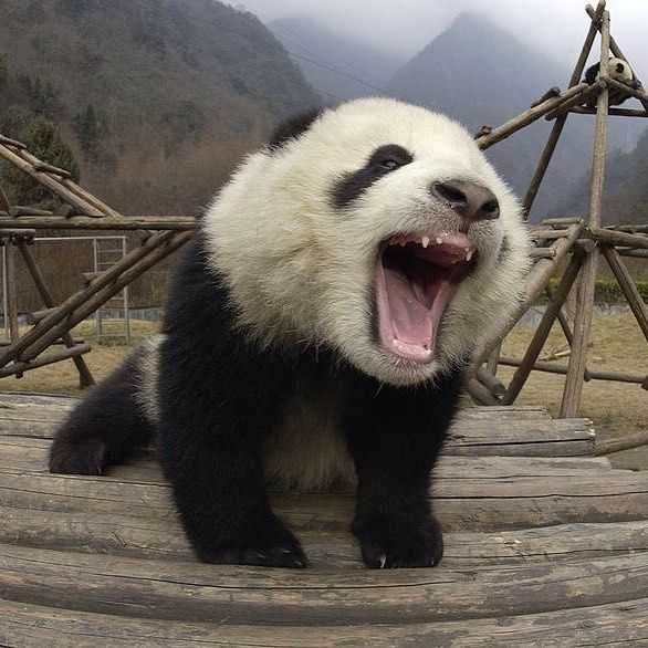 A panda practicing their mean face.