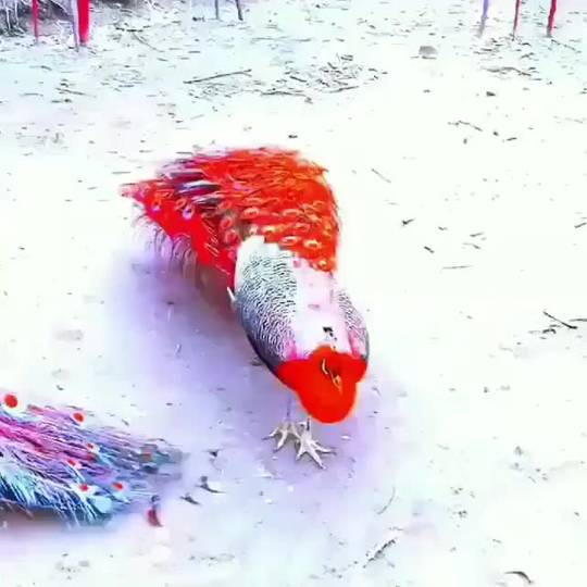 A peacock in negative coloring