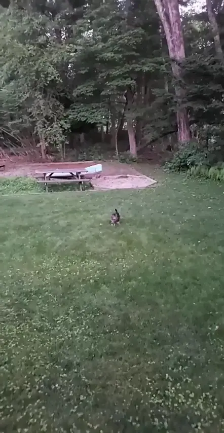 A rare miscatculation from a cat