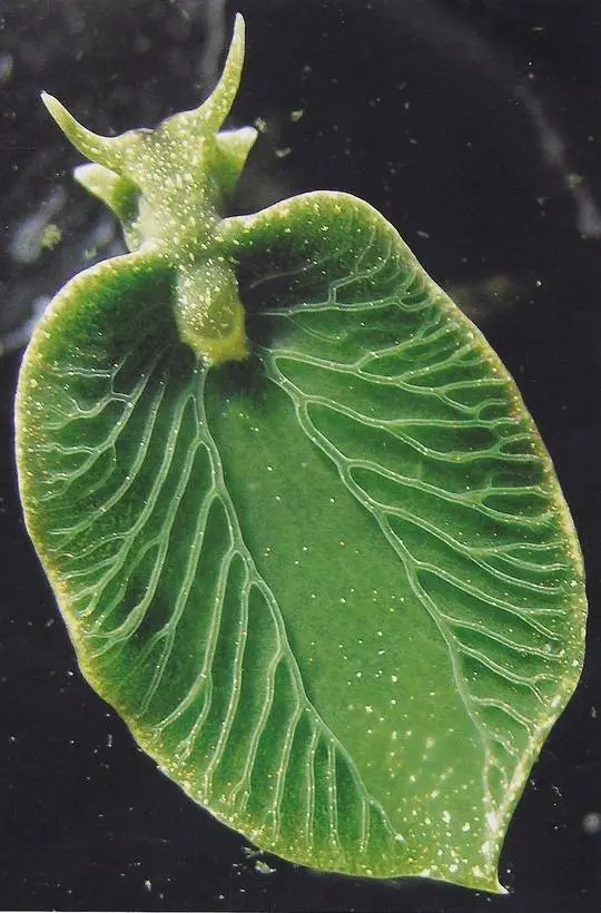 A sea slug that can photosynthesize [800x1215] | Scrolller