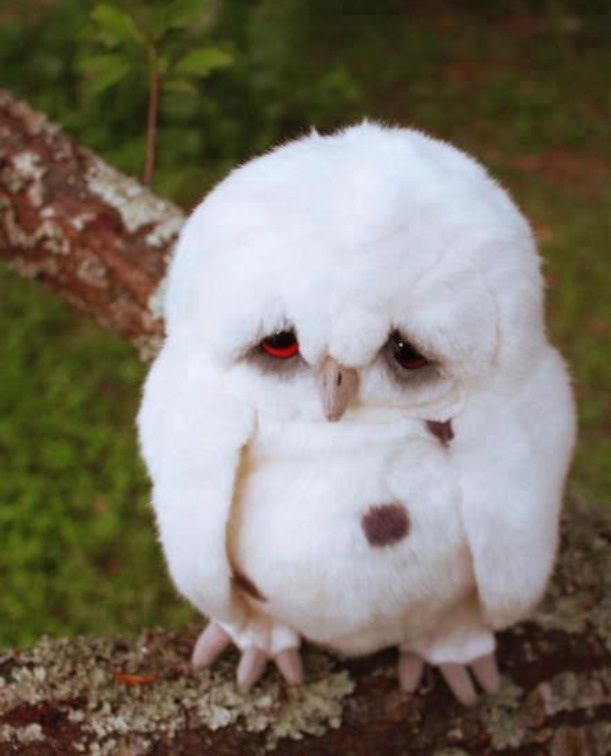 A slightly depressed and saddened owl