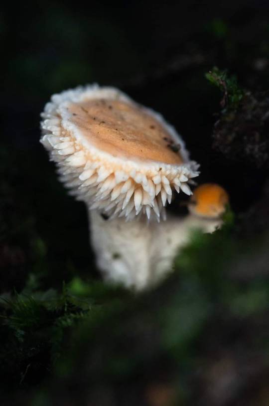 A very young Hedgehog Mushroom (Hydnum repandum) growing from a mossy bank in Beech woodland, UK.
