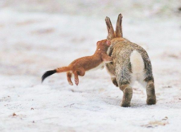 A weasel mid tackle on a rabbit many times its own size. | Scrolller