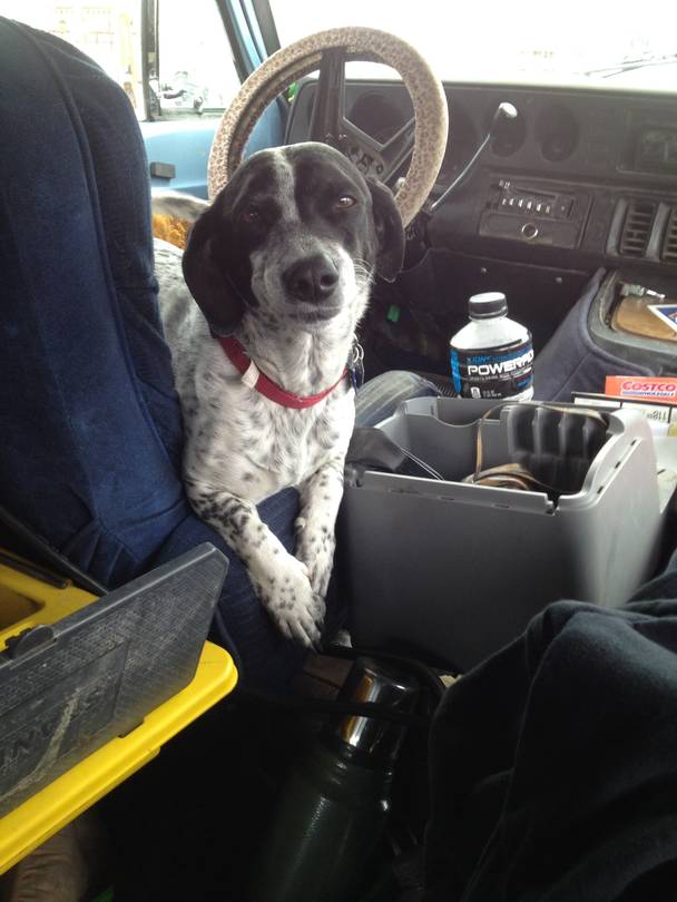 Abby is learning how to drive