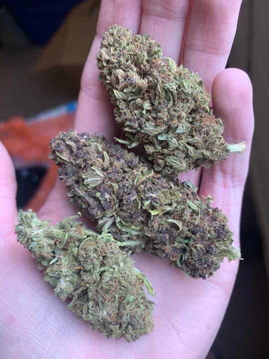 Absolutely loving this Sour AK from Day One Organics. What’s everyone’s favorite strain or what are you smoking on today?