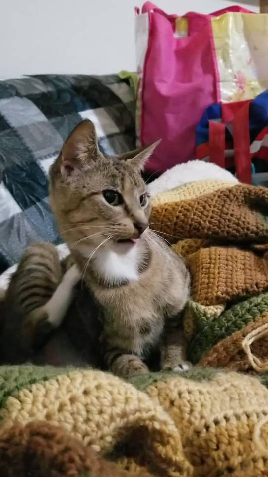 action blep