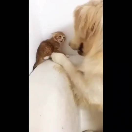 Adopting a Kitten