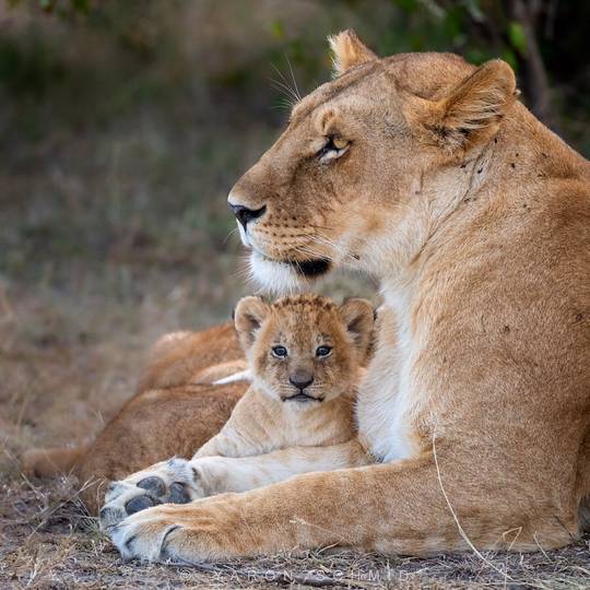 Adorable Lion Cub and Mom