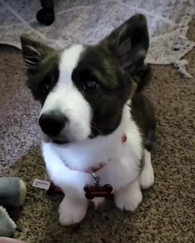 Adorable little pupper