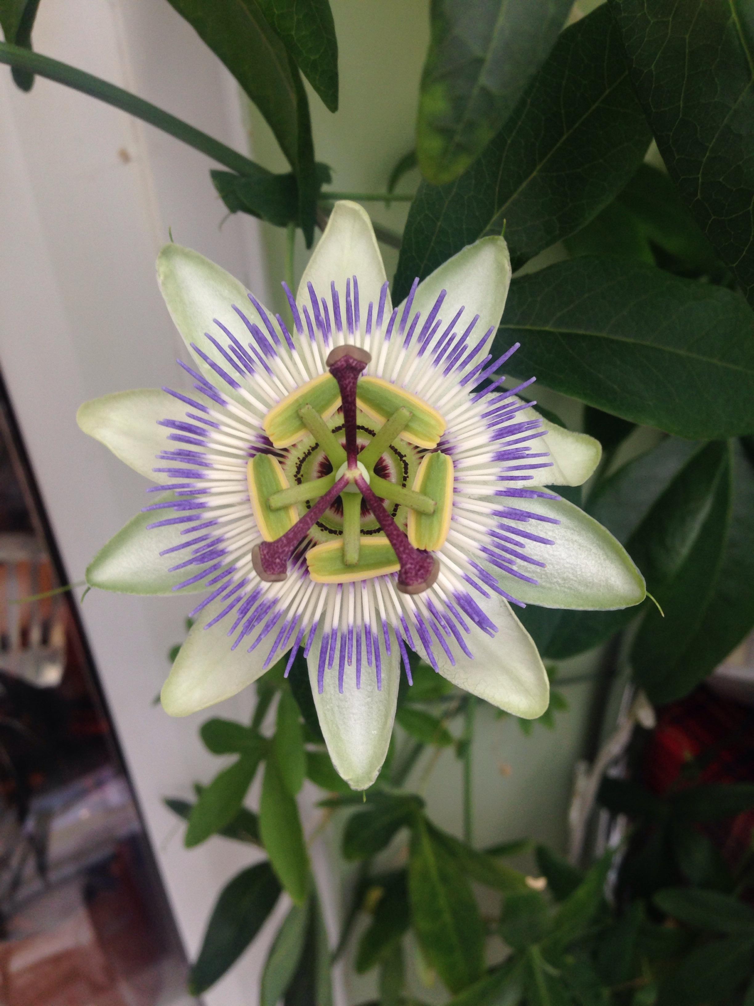 Most complex flower I have ever seen! | Scrolller