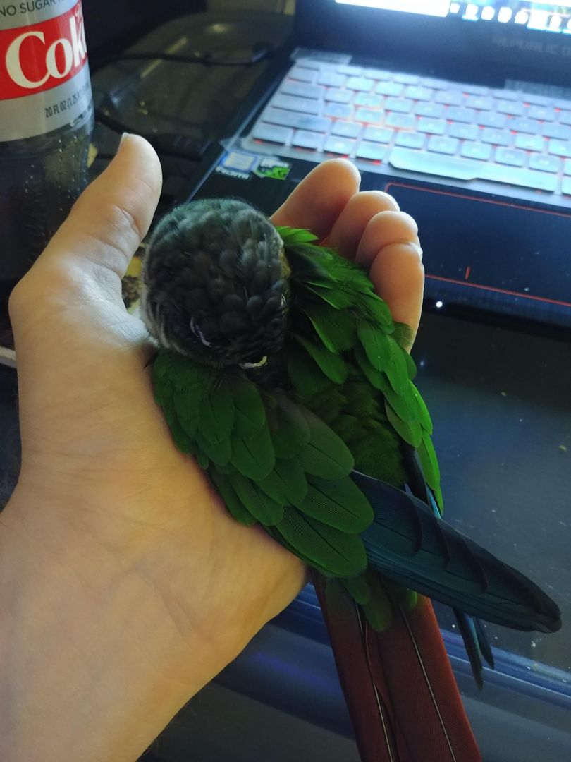 After partying too hard (aka flying back and forth between the tv and his cage)