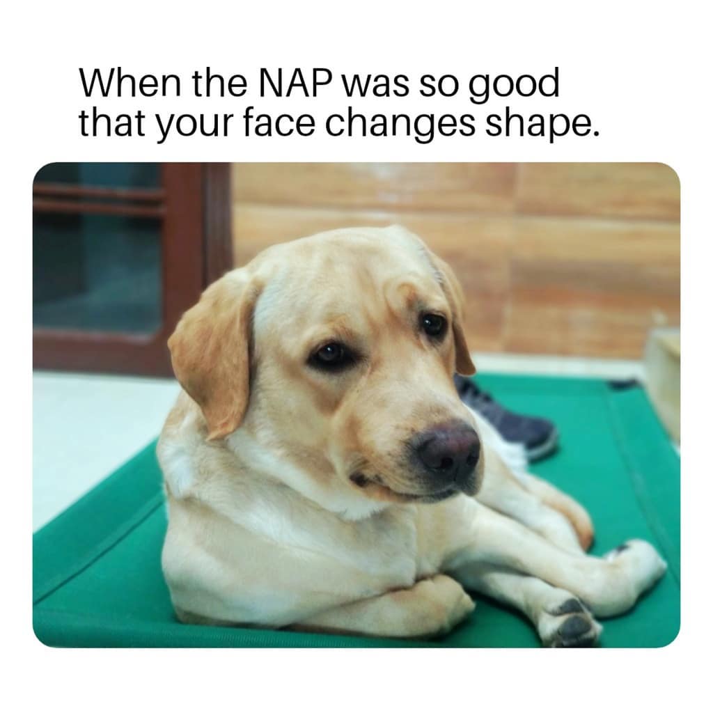 Meet Joey. Loves afternoon naps. And night naps...loves naps in general.