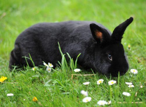Alaskan Rabbit | Scrolller