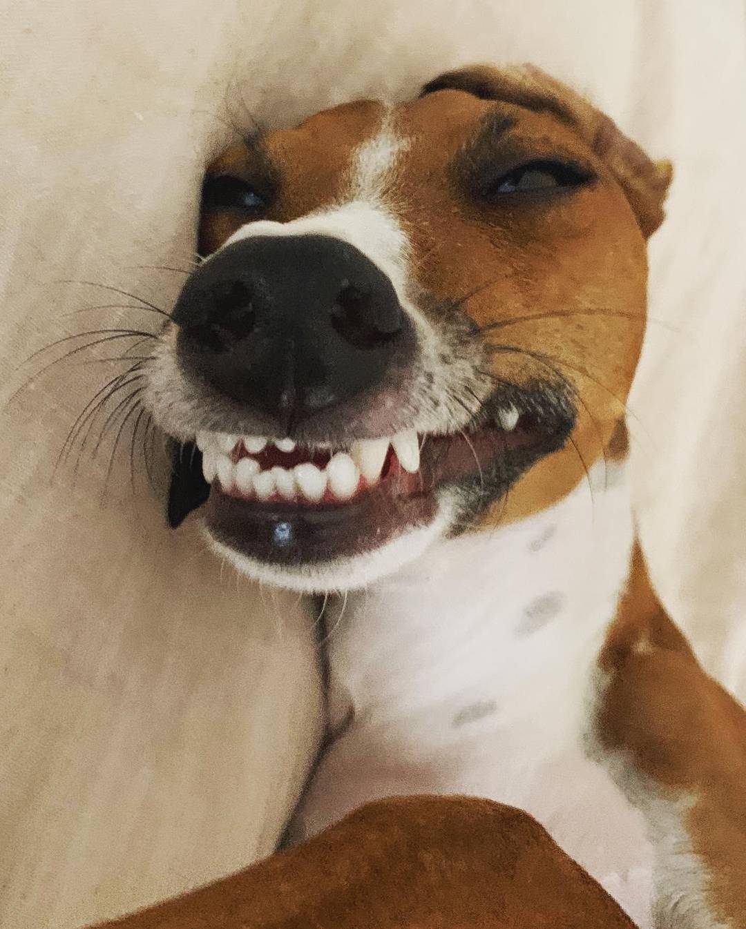 Aldo gracefully napping