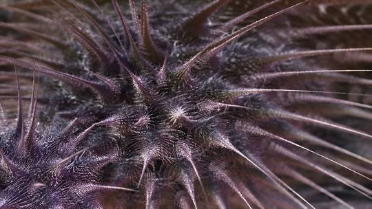alien urchin