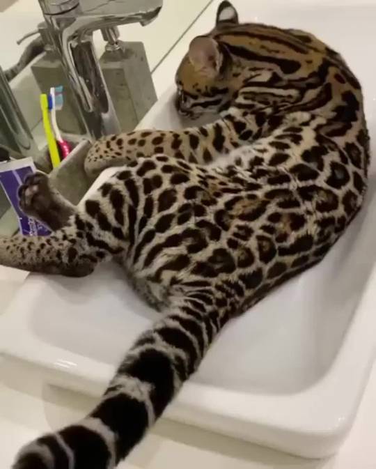 All cats love sinks