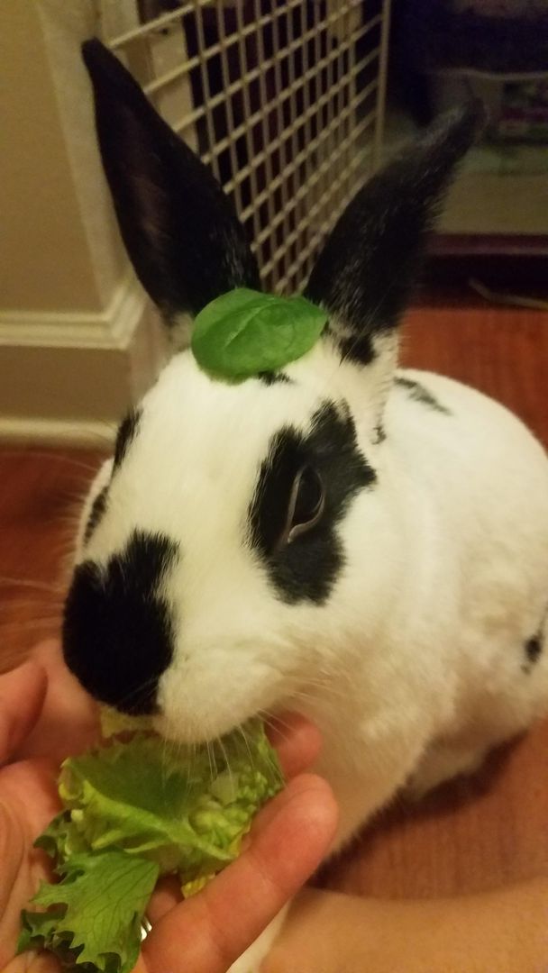"Am bun, or am Totoro?"