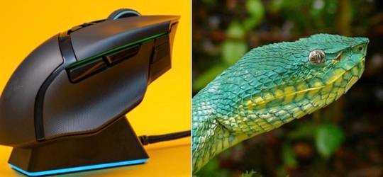 Am I stupid or are razer mice named after snakes because of their ...