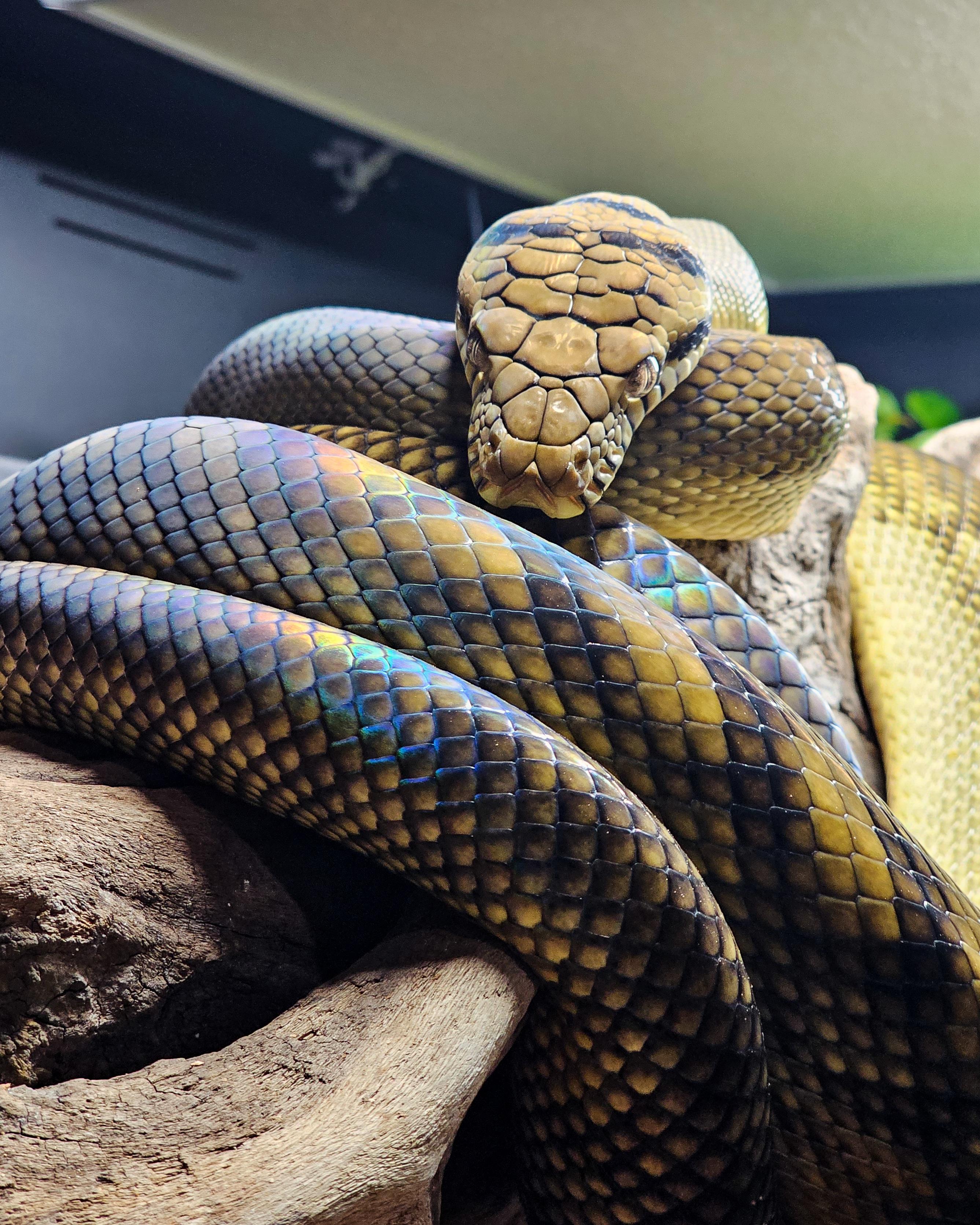 Amethystine python, also known as the Scrub Python. Four year old male looking stunning.