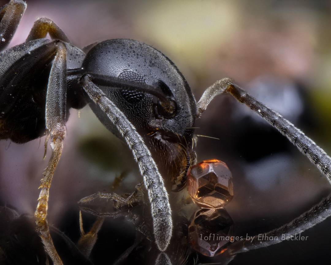 An ant with a garnet sand grain. 🐜 is the size of the emoji ant on your smartphone - garnet sand grain is 1/4mm wide