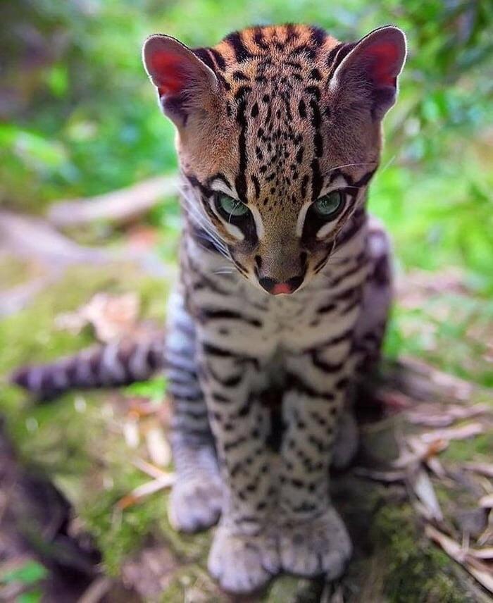 An ocelot starting right at you.