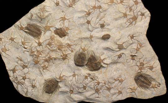 An snapshot of the sea floor 450 million years ago. Trilobites sharing the busy shallow seas with fragile brittle stars.