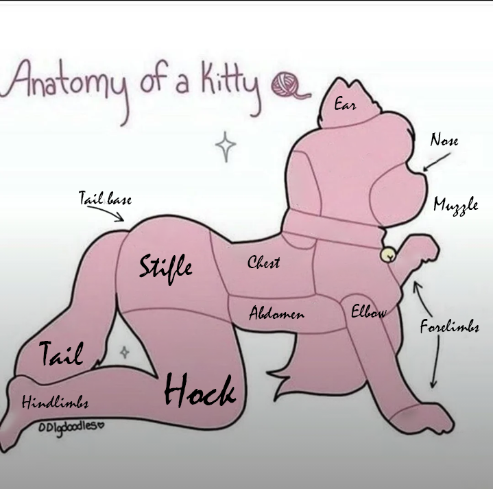 Anatomy of a Kitty