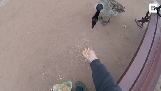 Animal rescuer removes metal from gooses mouth
