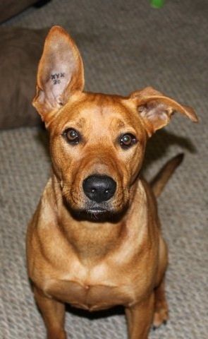 Any love for a pittbull X rotti? Only one ear ever stands up | Scrolller