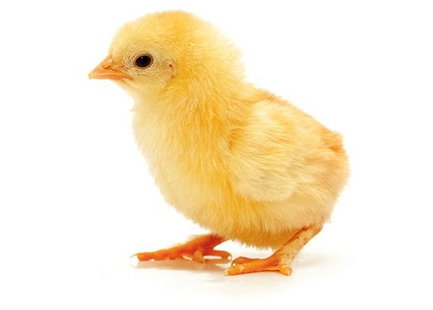 Anyone wanna upvote this chicken......